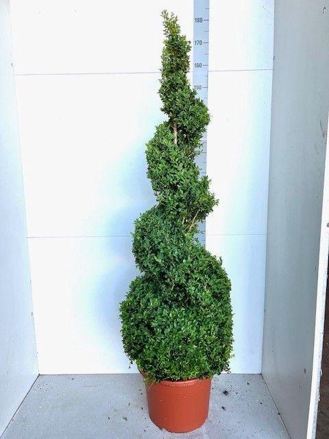 <h4>BUXU SEMPERVIRENS</h4>