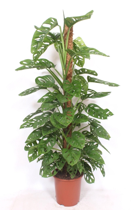 <h4>Monstera obliqua Monkey Leaf</h4>
