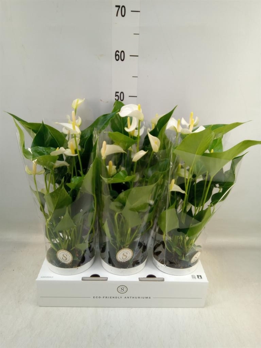 <h4>Anthurium andr. 'White Champion'</h4>