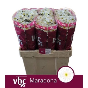 Sant Maradona