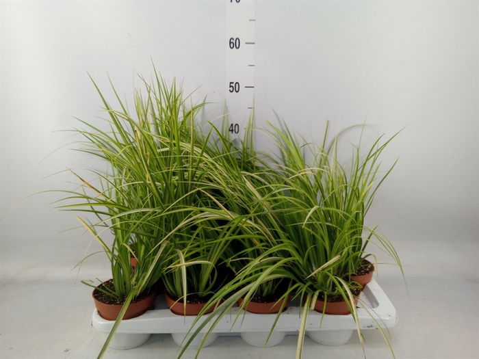 Acorus gramineus 'Ogon'