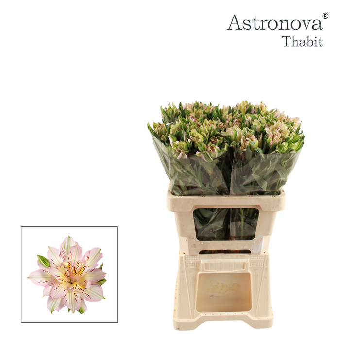 Alstroemeria Astronova Thabit