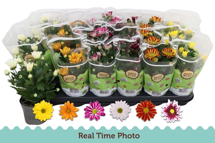 <h4>CHRYS GEM 6 KL</h4>