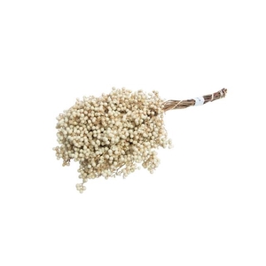 Dried schinus mollis bleached