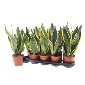 SANSEV FUTURA SUPERB