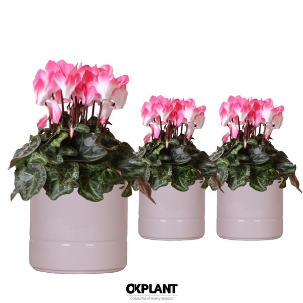 <h4>Cyclamen Indiaka salmon in Pastel pot pink</h4>