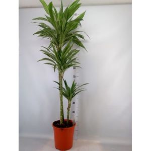 Dracaena fr de 'Warneckei'