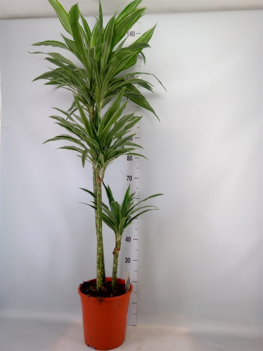 <h4>Dracaena fr de 'Warneckei'</h4>