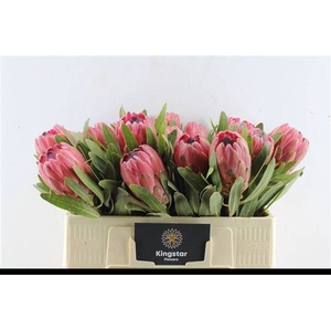 Protea Red Ice