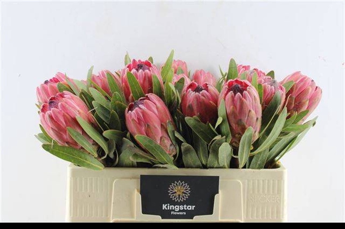 <h4>Protea Red Ice</h4>