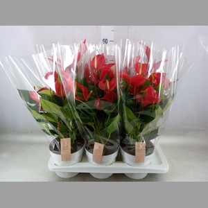 Anthurium  'Banderola Roja'