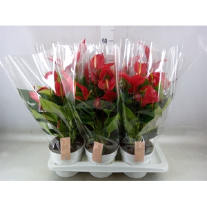Anthurium  'Banderola Roja'