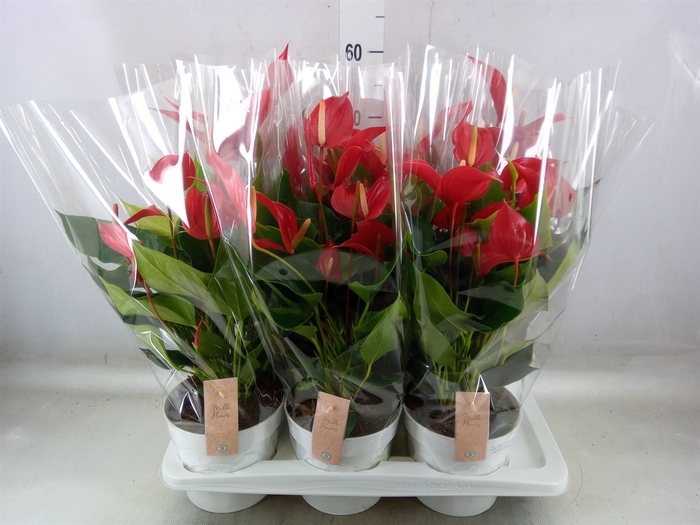 <h4>Anthurium  'Banderola Roja'</h4>