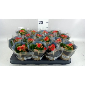 Kalanchoe blos. 'RosDon Justino'
