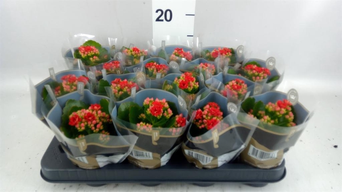 <h4>Kalanchoe blos. 'RosDon Justino'</h4>