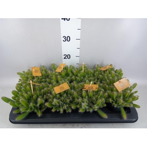 Hylocereus undatus