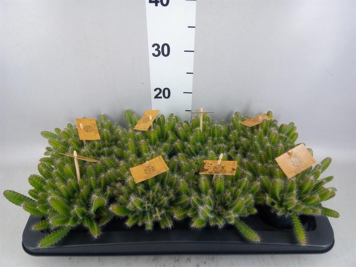 <h4>Hylocereus undatus</h4>