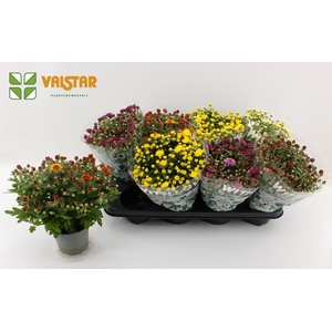 Soulsister with Love by Valstar, 12cm Dubbelbloemig chrysant