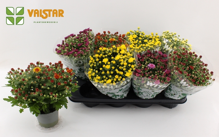 <h4>Soulsister with Love by Valstar, 12cm Dubbelbloemig chrysant</h4>