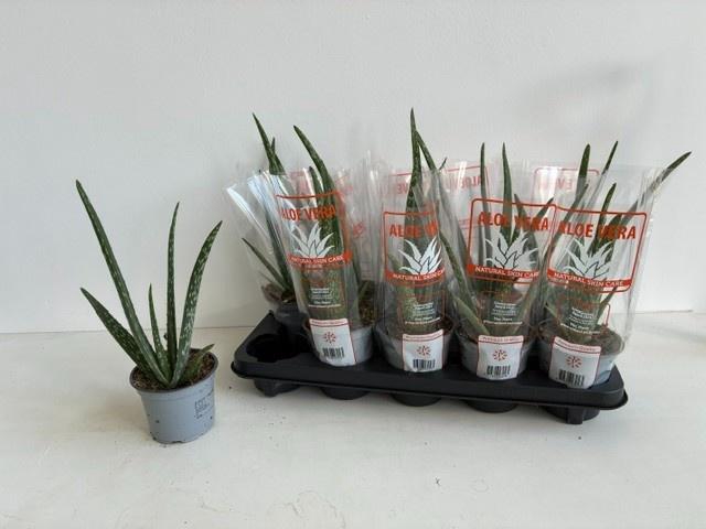 <h4>ALOE VERA</h4>