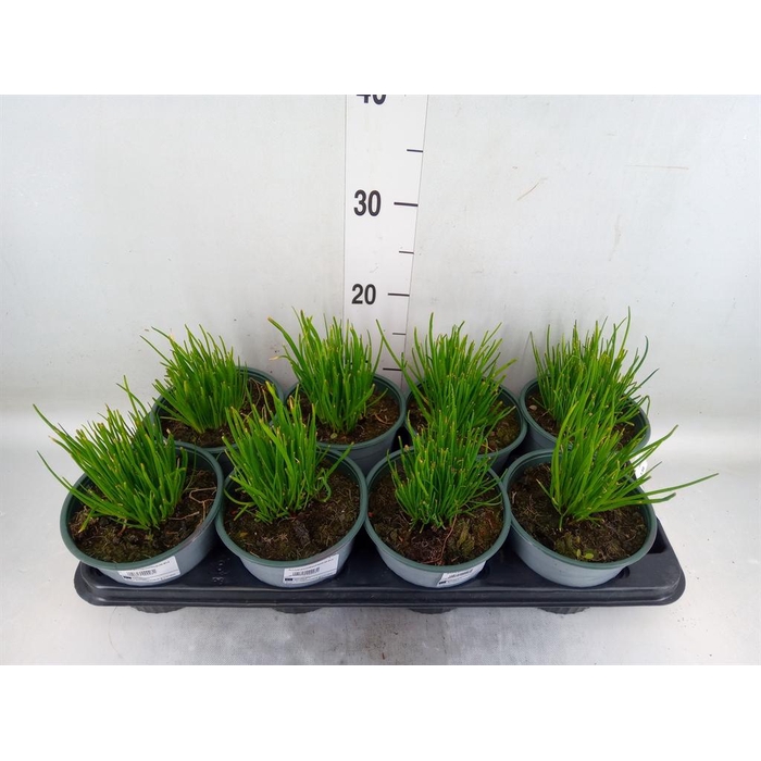 <h4>Allium schoenoprasum</h4>