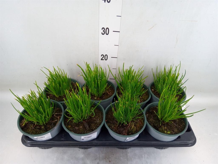 <h4>Allium schoenoprasum</h4>