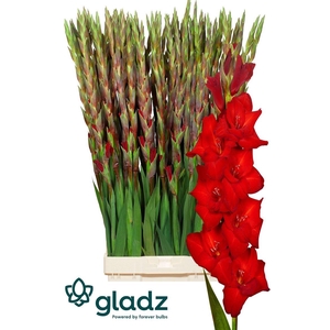 Glad Gr Red Balance