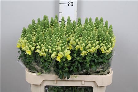 <h4>Antir Legend Yellow</h4>