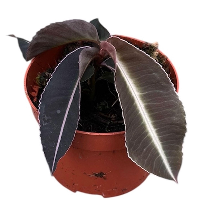 <h4>Overig planten</h4>