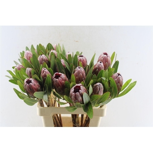 Protea Pink Ice