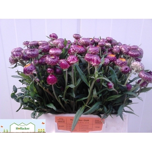 HELICHRYSUM OV