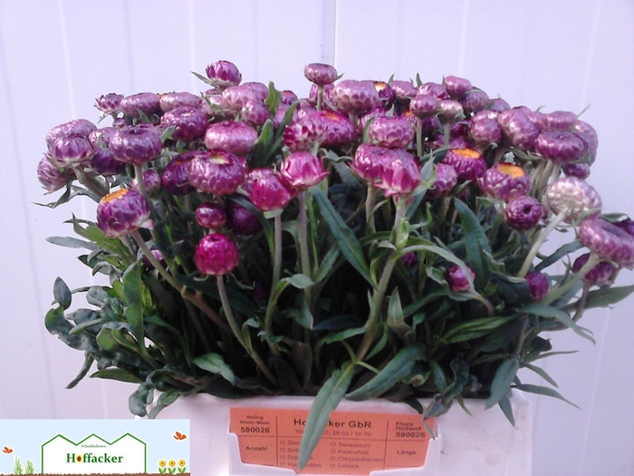 <h4>HELICHRYSUM OV</h4>
