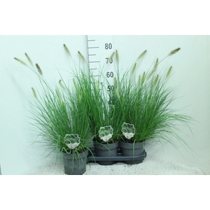 Pennisetum alopec. 'Hameln'