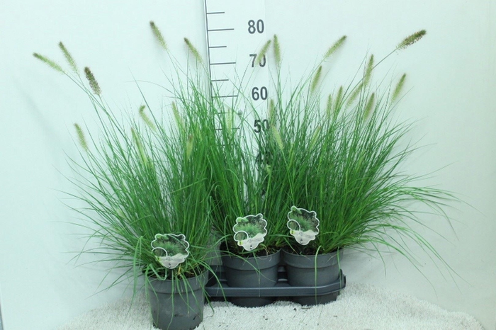 <h4>Pennisetum alopec. 'Hameln'</h4>