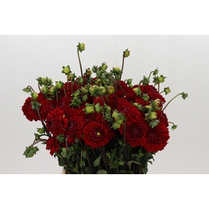 Dahlia Red Velvet