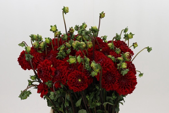 <h4>Dahlia Red Velvet</h4>