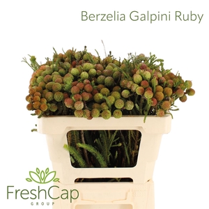 Berzelia Galpinii (baubles) Ruby