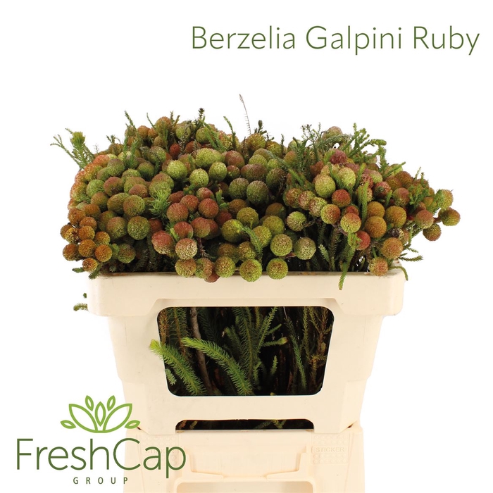 <h4>Berzelia Galpinii (baubles) Ruby</h4>