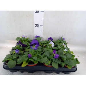 Viola wr. 'Delta Lavender'