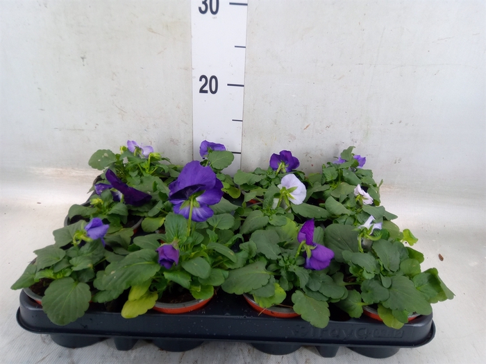 <h4>Viola wr. 'Delta Lavender'</h4>