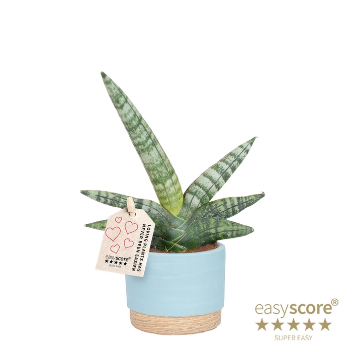 <h4>SANSEVIERIA BONCELLENSIS P7</h4>