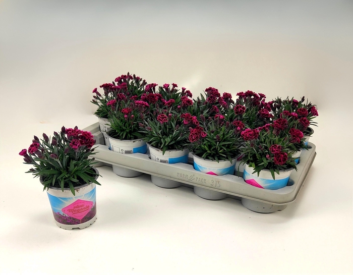 <h4>DIAN VIVA MAGENTA</h4>