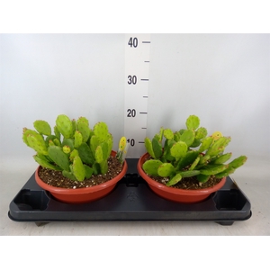 Opuntia humifusa