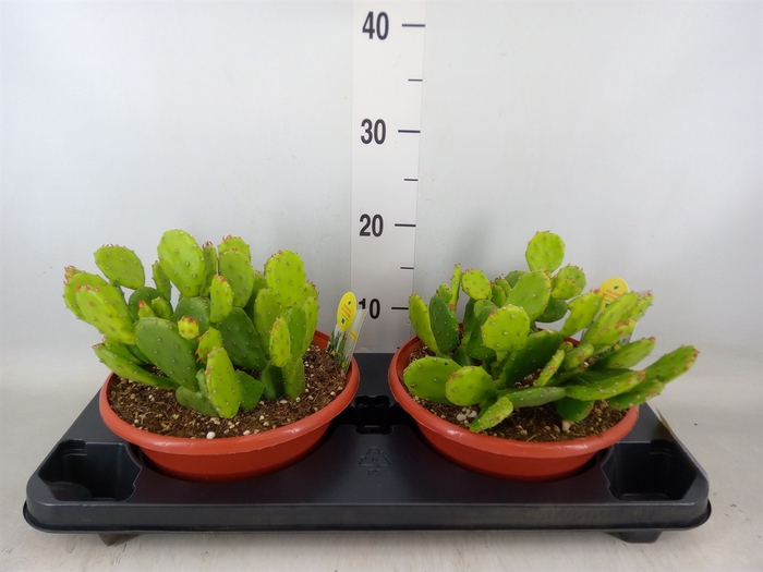 <h4>Opuntia humifusa</h4>