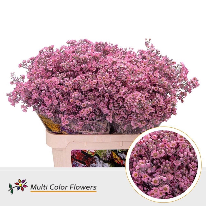 <h4>Chamelaucium Colored Wax ROSE PINK</h4>