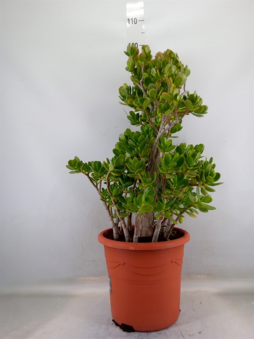 <h4>Crassula ovata</h4>