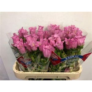 Campanula Champion Pink