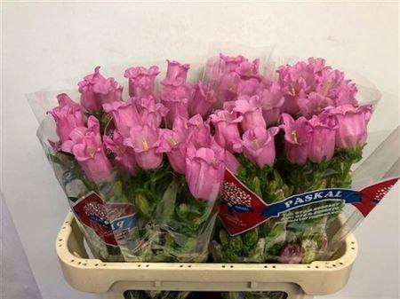 <h4>Campanula Champion Pink</h4>