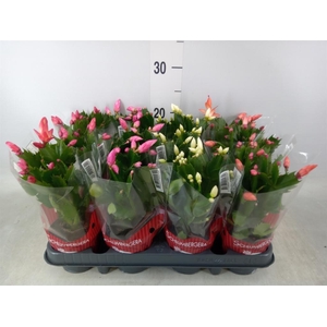 Schlumbergera   ...mix 3