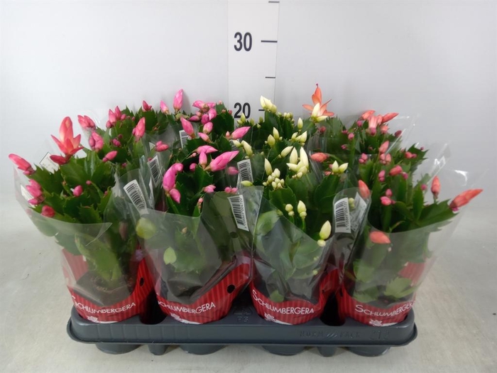 <h4>Schlumbergera ...mix 3</h4>
